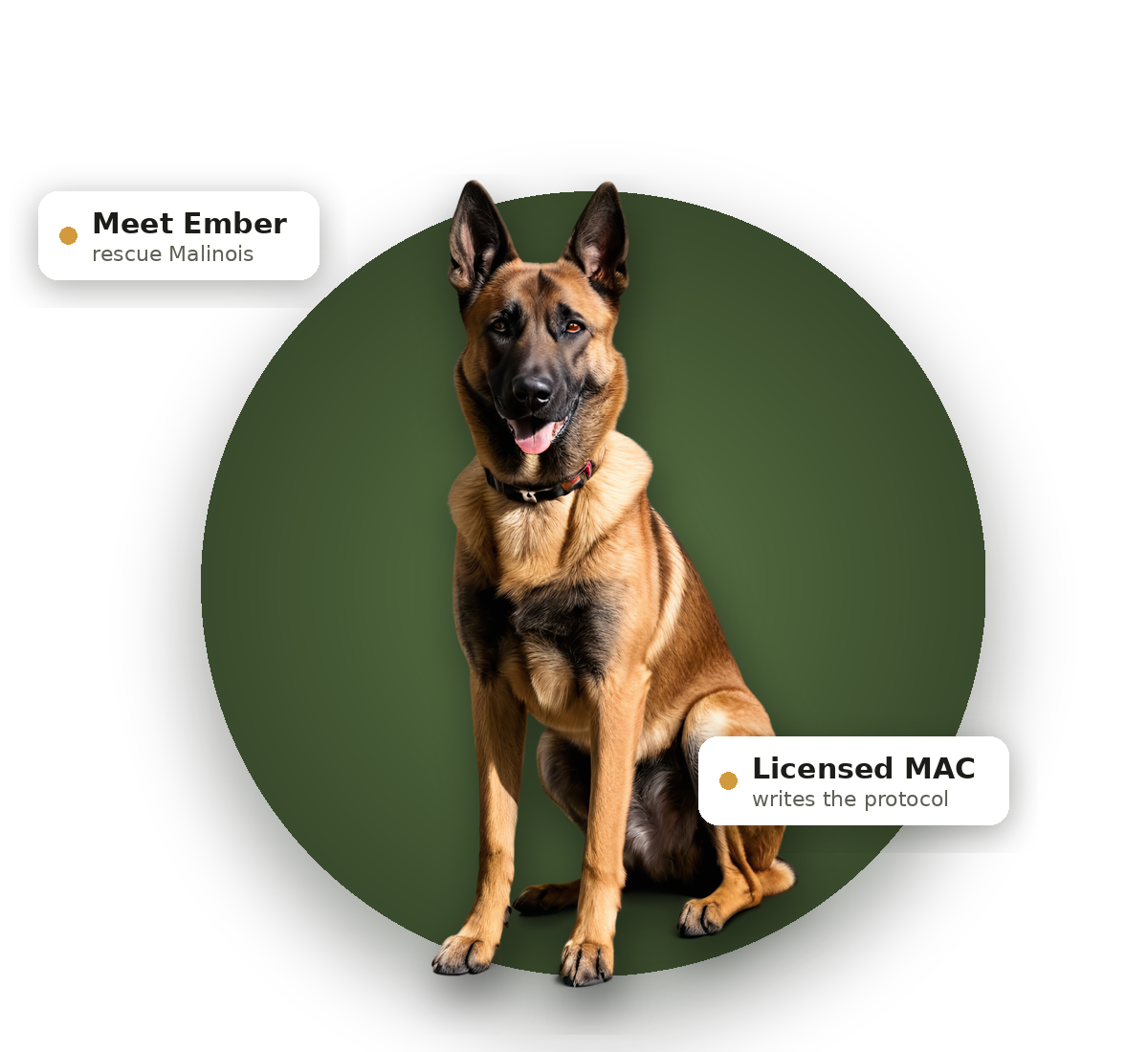 Ember the mold detection dog with Meet Ember and Licensed MAC badges