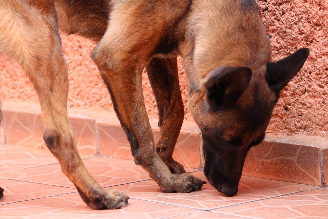 Ember sniffing along a wall for hidden mold